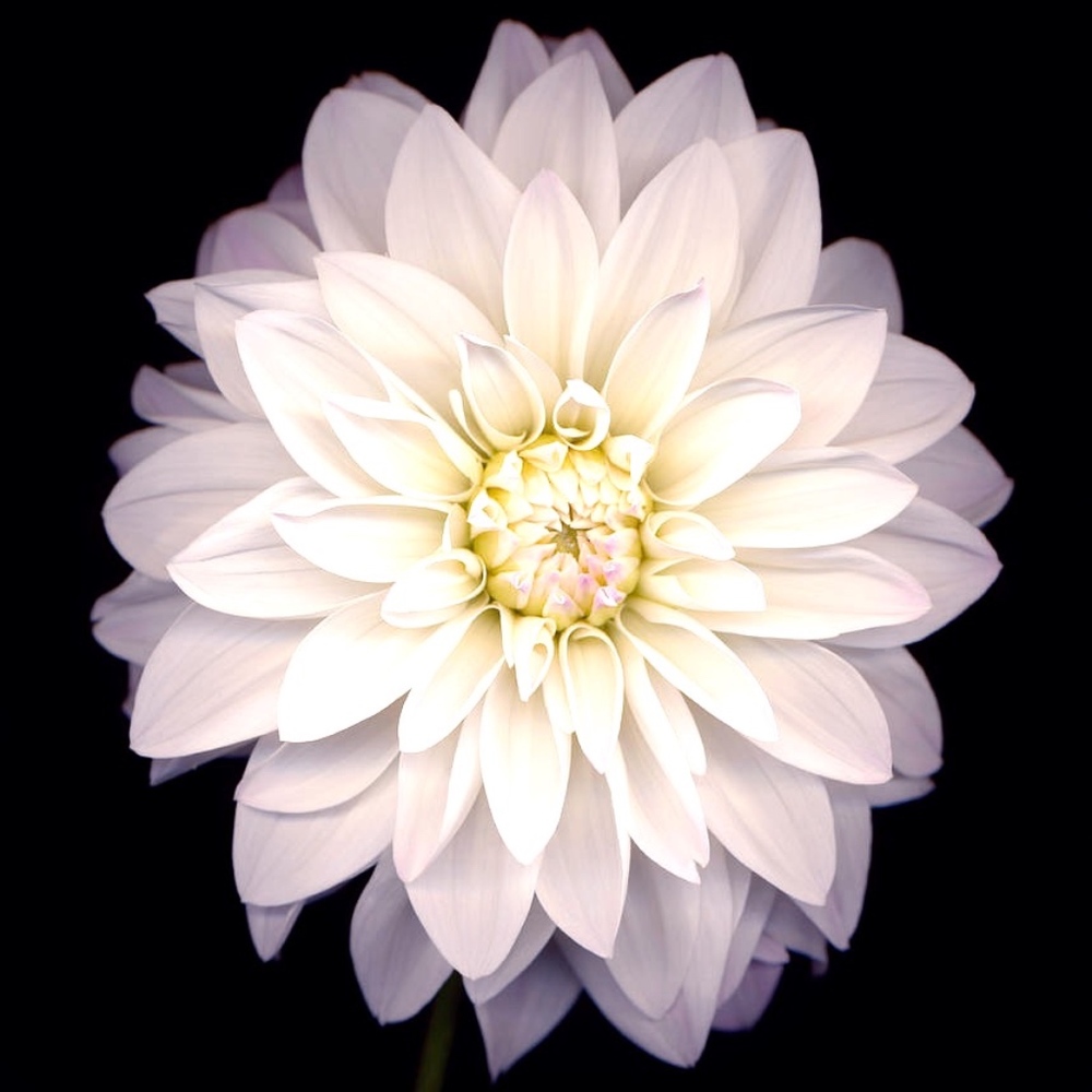 Meet your Posher, Jasmina